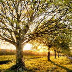 RCAP Hearing: Akwesasne, ONT 93-05-03 [Video]