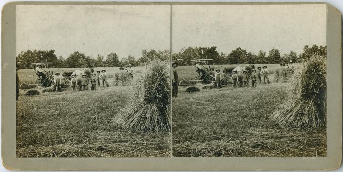 [Boys and instructors bringing in the hay, Muncey Indian Institute]