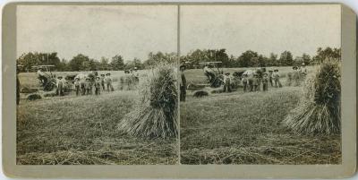 [Boys and instructors bringing in the hay, Muncey Indian Institute]