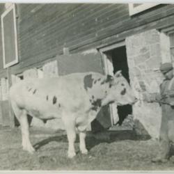 [Handling a bull, Brandon Industrial Institute]
