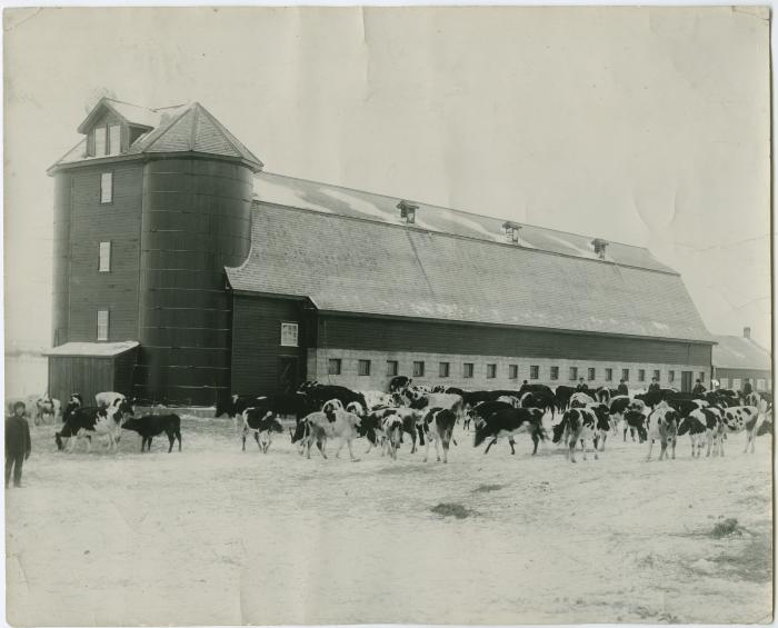 [Cows outside the dairy barn in winter, Brandon Institute]