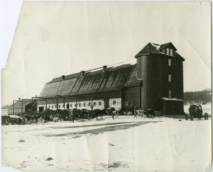 [Cows outside the dairy barn, Brandon Institute]