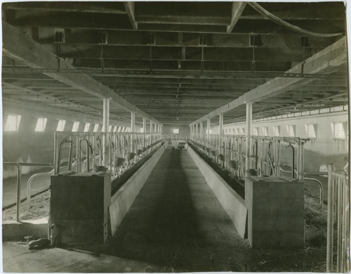 [Interior of the dairy barn, Brandon Institute]