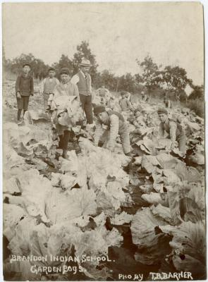 [Garden boys harvesting cabbages under the watchful eye of their instructor, Brandon Indian School farm]