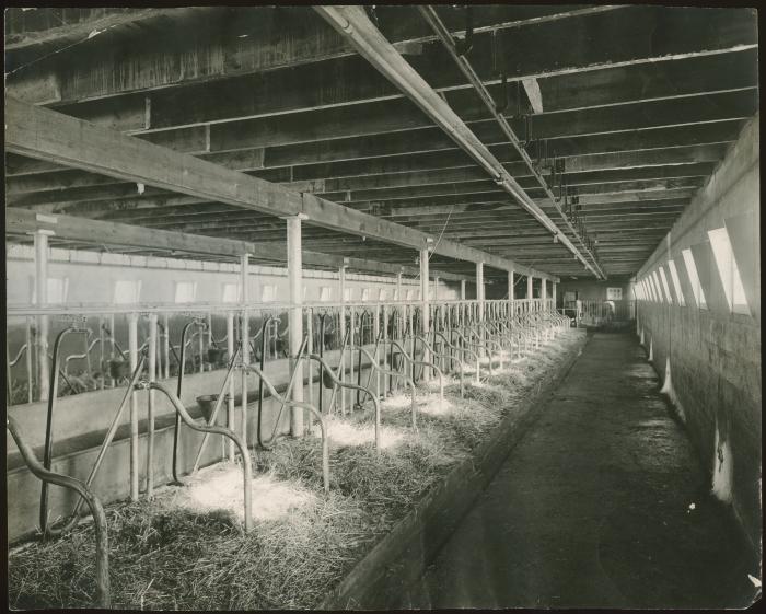 [Interior of the dairy barn, Brandon Institute]
