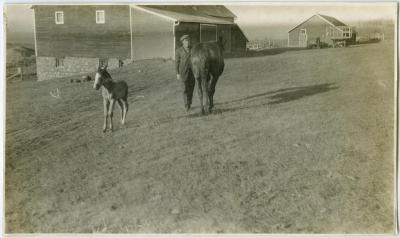 [The new filly, Brandon Institute]