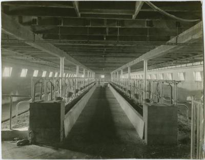 [Interior of the dairy barn, Brandon Institute]