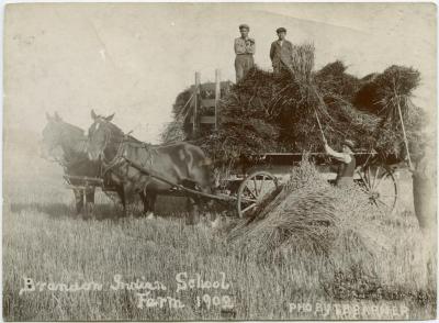 [Gathering stooks, Brandon Indian School farm]