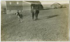 [The new filly, Brandon Institute]