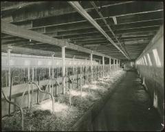 [Interior of the dairy barn, Brandon Institute]