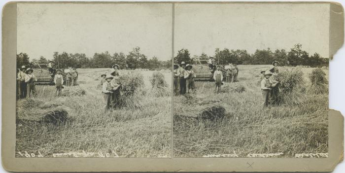 Boys gathering the grain sheaves at the Muncey Indian Residential School