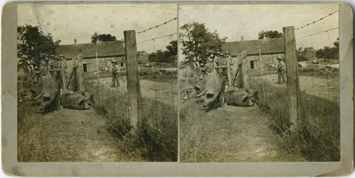 Boys watching the pigs at the Mount Elgin Indian Industrial Institute, Muncey