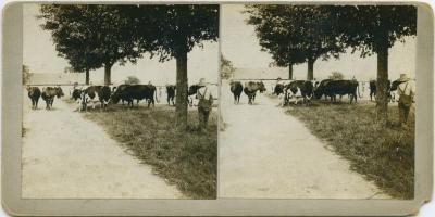 Boys gathering the cows for milking at the Mount Elgin Indian Industrial Institute, Muncey