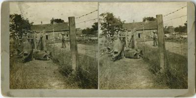 Boys watching the pigs at the Mount Elgin Indian Industrial Institute, Muncey