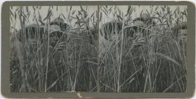 Boys in the wheat field at the Mount Elgin Indian Industrial Institute, Muncey