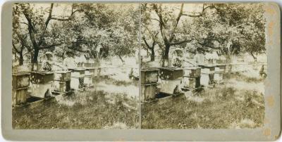 Boys working with the bees at the Muncey Indian Residential School