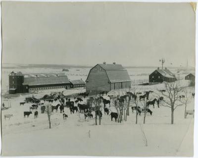 General view of the barns and livestock, Brandon Institute