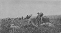 Indian boys in the harvest fields of Portage la Prairie Boarding School