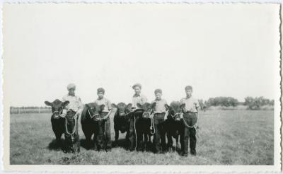 Indian boys and Angus calves, Portage Fair
