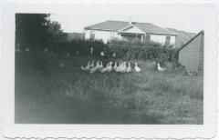 Mr. Bell's ducks with the school building in the background, Round Lake, Sask.