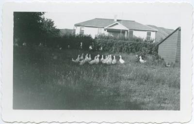Mr. Bell's ducks with the school building in the background, Round Lake, Sask.