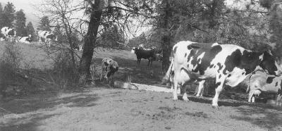 St. George's School Farm, Lytton, B.C. - Cows in Field