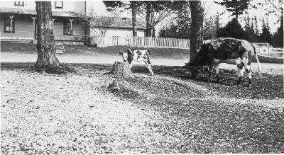 Dairy cow "Ann" and calf - Industrial School, Alert Bay, B.C.