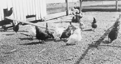 Alert Bay Boys' School - Mrs. Lord and son Douglas (distant) with poultry