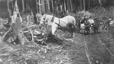 Alert Bay School - Hauling wood