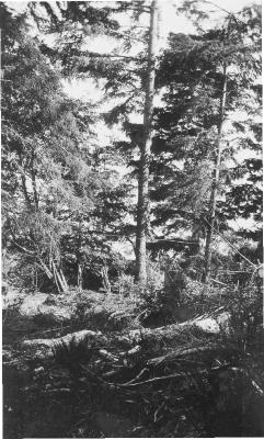 Alert Bay School - Indian Grave in the trees (dark blotch centre of central tree)
