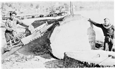 Alert Bay School - Our boys sawing wood