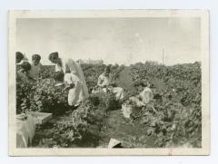 [Woman and children picking vegetables in the garden at Norway House Indian Boarding School]