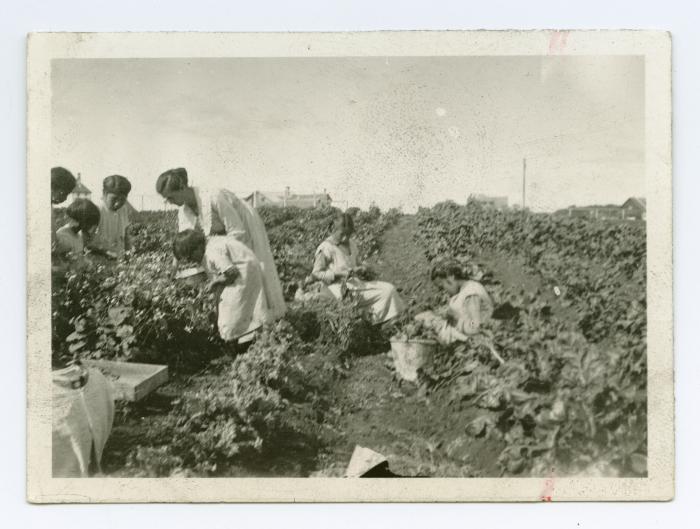 [Woman and children picking vegetables in the garden at Norway House Indian Boarding School]
